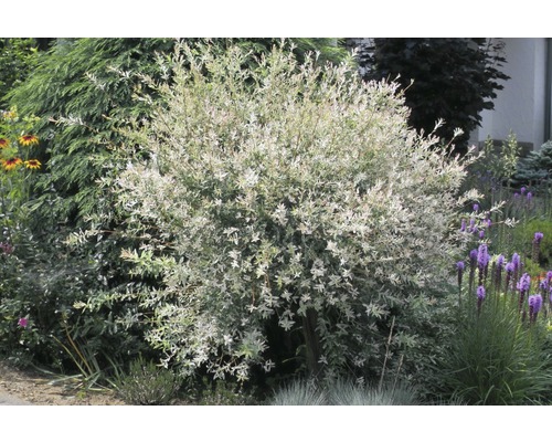 Harlekinweide FloraSelf Salix integra 'Hakuro Nishiki' H 60-80 cm Co 3 L-0