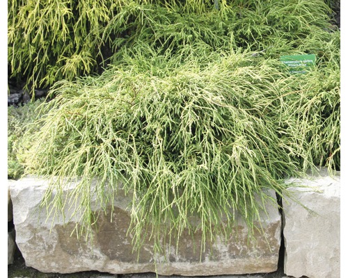 Chamaecyparis pisifera ''Filifera Nana'' Zypressen-Bonsai im Garten