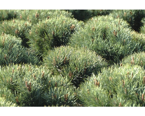 Nahaufnahme von Zwergkiefern im Garten.