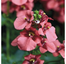Elfensporn Diascia vigilis Ø 11 cm Topf