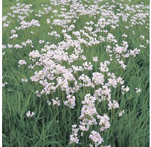 Wiese mit Wiesenschaumkraut Blumen