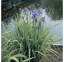 Siberische Schwertlilie FloraSelf Iris sibirica H 10-70 cm Ø 9 cm Topf
