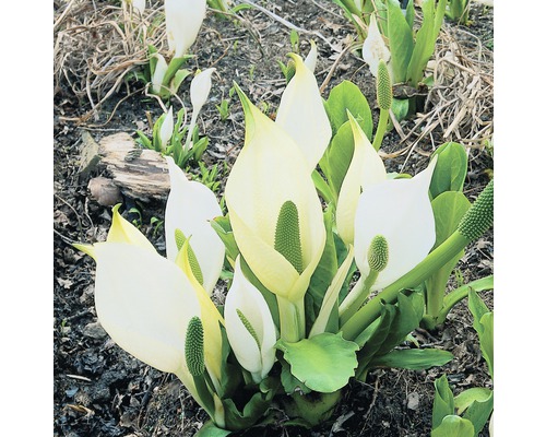 Weiße Scheinkalla FloraSelf Lysichiton camtschatcensis H 10-60 cm Co 0,6 L