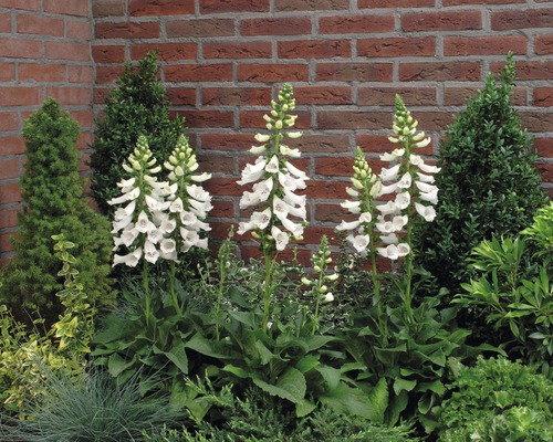 Fingerhut FloraSelf Digitalis purpurea Co 3 L sortiert, zufällige Sortenauswahl Blühender weisser Fingerhut im Gartenbeet vor einer Backsteinmauer.