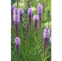 Prachtscharte FloraSelf Liatris spicata H 5-30 cm Co 0,5 L-thumb-0