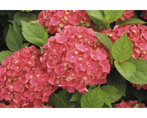 Nahaufnahme der rosa Hortensienblüten mit grünen Blättern