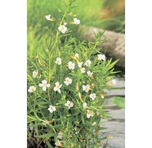 Gnadenkraut FloraSelf Gratiola officinalis H 10-40 cm Co 0,6 L