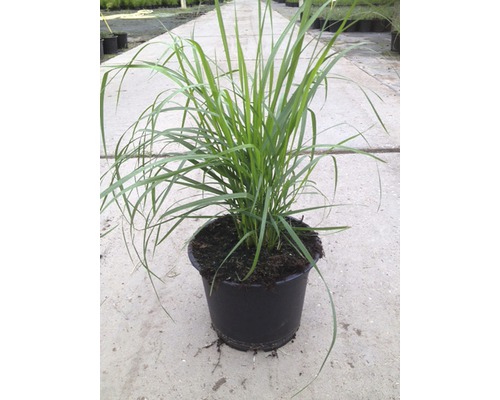 Graspflanze in einem Topf