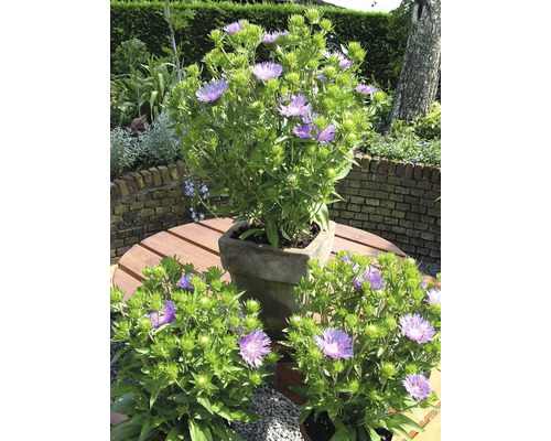 Drei Flockenblumenpflanzen auf einem Gartentisch im Freien.