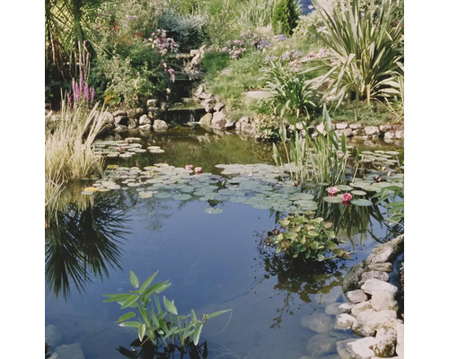 Teich mit Seerosen, Steinen und verschiedenen Pflanzen im Garten.
