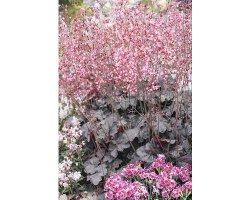 Blühende Heuchera im Garten.