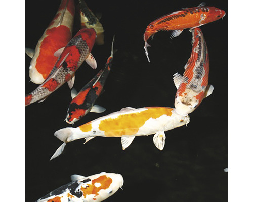 Verschiedene Kois im Wasser