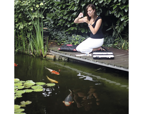 Frau behandelt Koi Karpfen am Teich mit Medikamenten