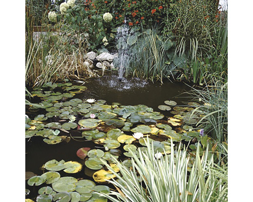 Gartenteich mit Seerosen, Springbrunnen und Uferbepflanzung