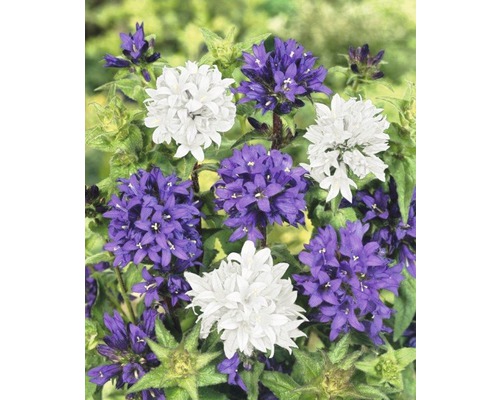 Ausschnitt der Campanula glomerata mit lila und weißen Blüten