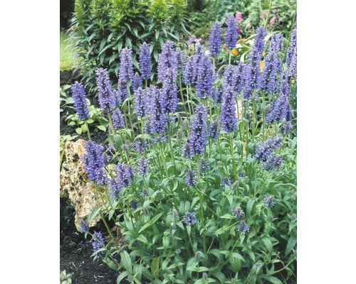 Blühende Duftnessel im Garten