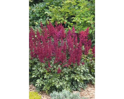 Astilbe mit roten Blüten im Garten.