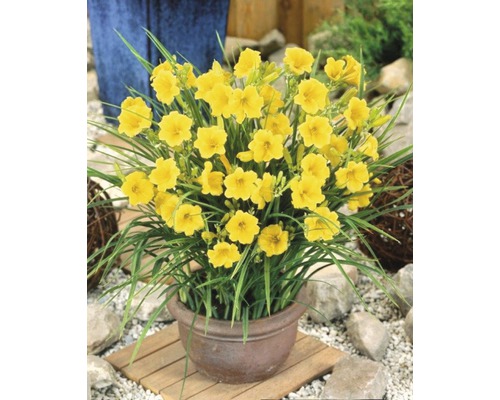 Gelbe Taglilien in einem Topf für den Garten