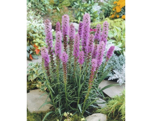 Prachtscharte im Gartenbeet