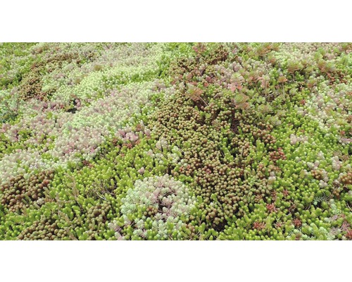 Rasensamen Kiepenkerl RSM 6.1 Extensive Dachbegrünung 1 kg 200 m² Detailansicht einer extensiven Dachbegrünung mit verschiedenen Sedumsprossen