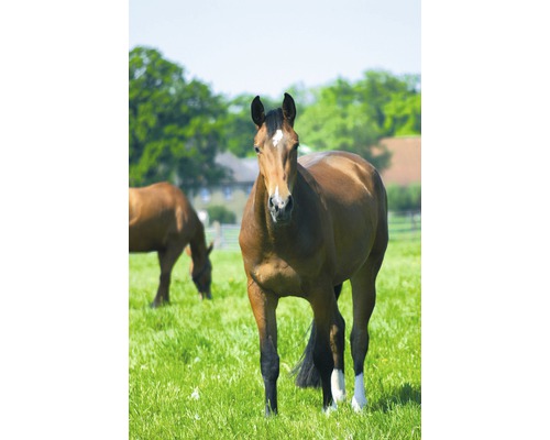 Braunes Pferd steht auf einer grünen Wiese.