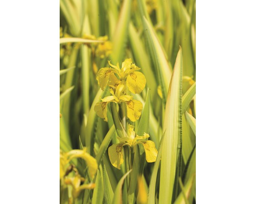 Sumpf-Schwertlilie FloraSelf Iris pseudacorus Variegata Ø 9 cm Topf, gelb-grün gestreifte Blätter Sumpf-Schwertlilie FloraSelf Iris pseudacorus Variegata Ø 9 cm Topf, gelb-grün gestreifte Blätter