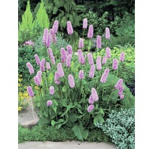 Blutknöterich in einem Gartenbeet