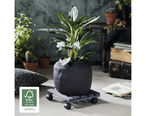 Zimmerpflanze in einem Topf auf einem Pflanzenroller mit Rollen und FSC Siegel