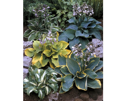 Verschiedene Funkien im Gartenbeet mit unterschiedlichen Blattfarben und Blütenständen.