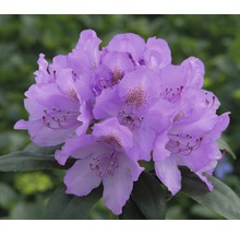 Großblumige Alpenrose FloraSelf Rhododendron Hybride lila H 30-40 cm