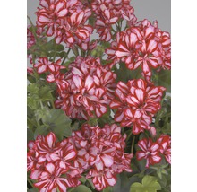 Hängegeranie FloraSelf Pelargonium peltatum Ø 10,5 cm Topf zufällige Sortenauswahl-thumb-2 Hängegeranie FloraSelf Pelargonium peltatum Ø 10,5 cm Topf zufällige Sortenauswahl-thumb-2