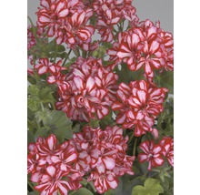 Hängegeranie FloraSelf Pelargonium peltatum Ø 10,5 cm Topf zufällige Sortenauswahl-thumb-1