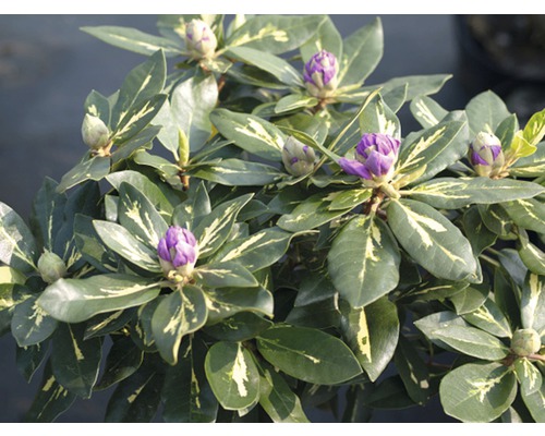 Rhododendron mit lila Blütenknospen und grünen Blättern