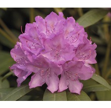 Nahaufnahme einer lila Rhododendronblüte