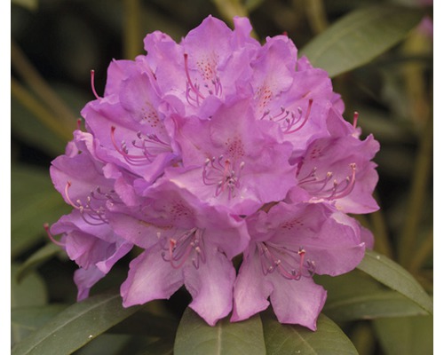 Nahaufnahme einer lila Rhododendronblüte