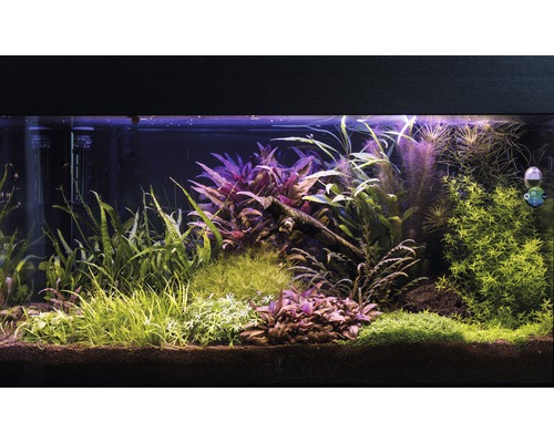 Aquarium mit diversen Wasserpflanzen und Dekorationen.