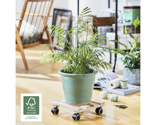 Zimmerpflanze in einem Topf auf einem Pflanzenroller mit Rollen und FSC-Siegel