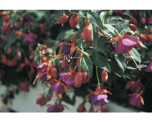 Fuchsie FloraSelf Fuchsia-Cultivars Ø 10,5 cm Topf hängend