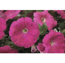 Hängepetunie FloraSelf Petunia x atkinsiana Ø 10,5 cm Topf