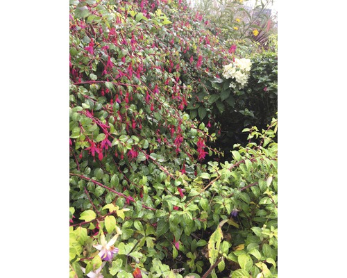 Fuchsien mit grünen Blättern im Garten