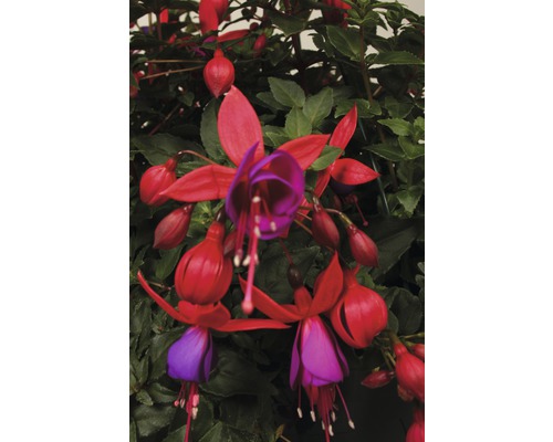 Blühende Fuchsie mit roten und violetten Blüten