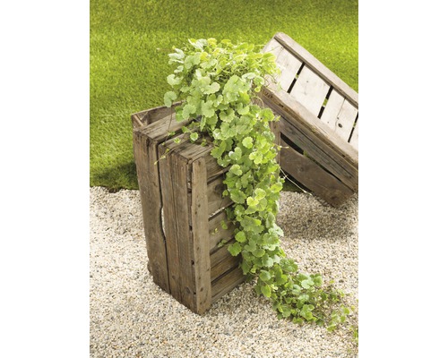 Szene mit kriechender Pflanze in Holzkiste