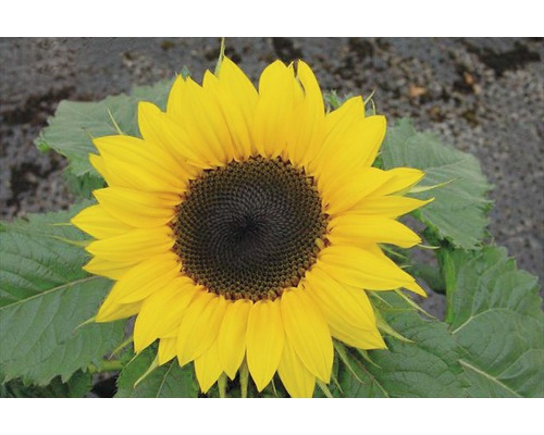 Sonnenblume mit Blättern