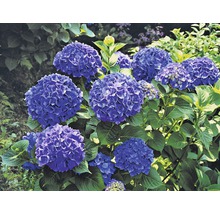 Blauer Hortensienbusch mit grünen Blättern