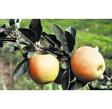 Bio Sommerapfel FloraSelf Bio Malus domestica 'James Grieve' Stammhöhe ca. 60 cm Gesamthöhe 130-150 cm Co 7,5 L Busch