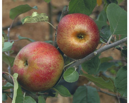 Bio Winterapfel FloraSelf Bio Malus domestica 'Roter Boskoop' Stammhöhe ca. 60 cm Gesamthöhe 130-150 cm Co 7,5 L Busch