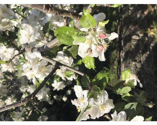 Apfelbaumblüten an einem Zweig