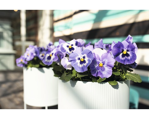 Violette Stiefmütterchen in Pflanzgefäßen