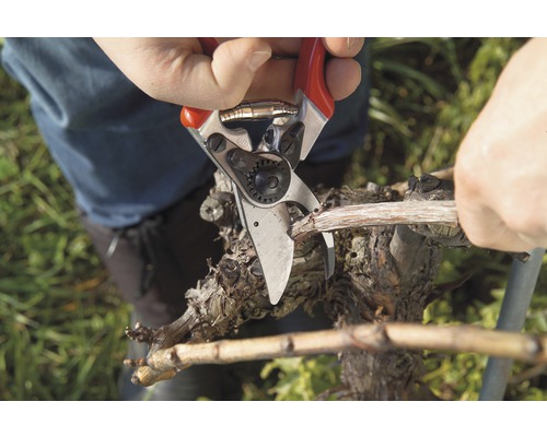 Eine Person schneidet einen Rebzweig mit einer Gartenschere.