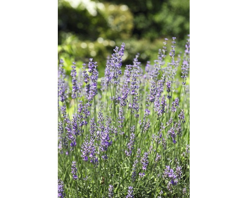 Nahaufnahme von Lavendelblüten im Garten